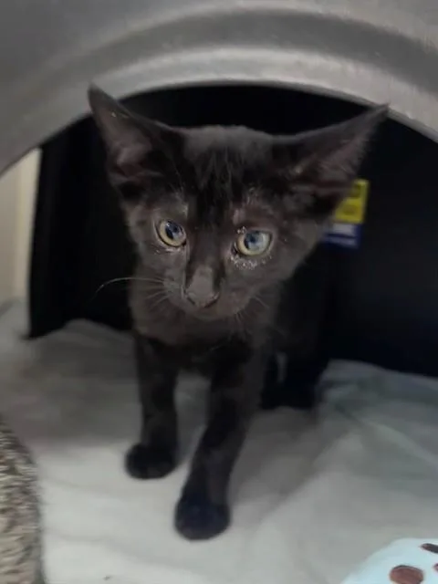 A baby small-sized female Domestic Short Hair cat named Bandit for adoption in San Luis Obispo, CA