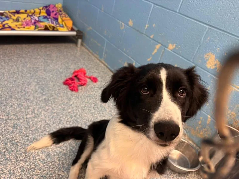A young medium-sized male Border Collie dog named Denis for adoption in Stillwater, OK