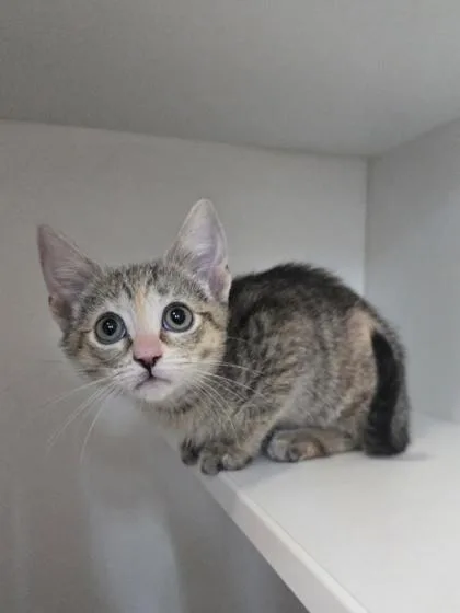 A baby small-sized female Domestic Short Hair cat named Eliza Thornberry for adoption in Savannah, GA