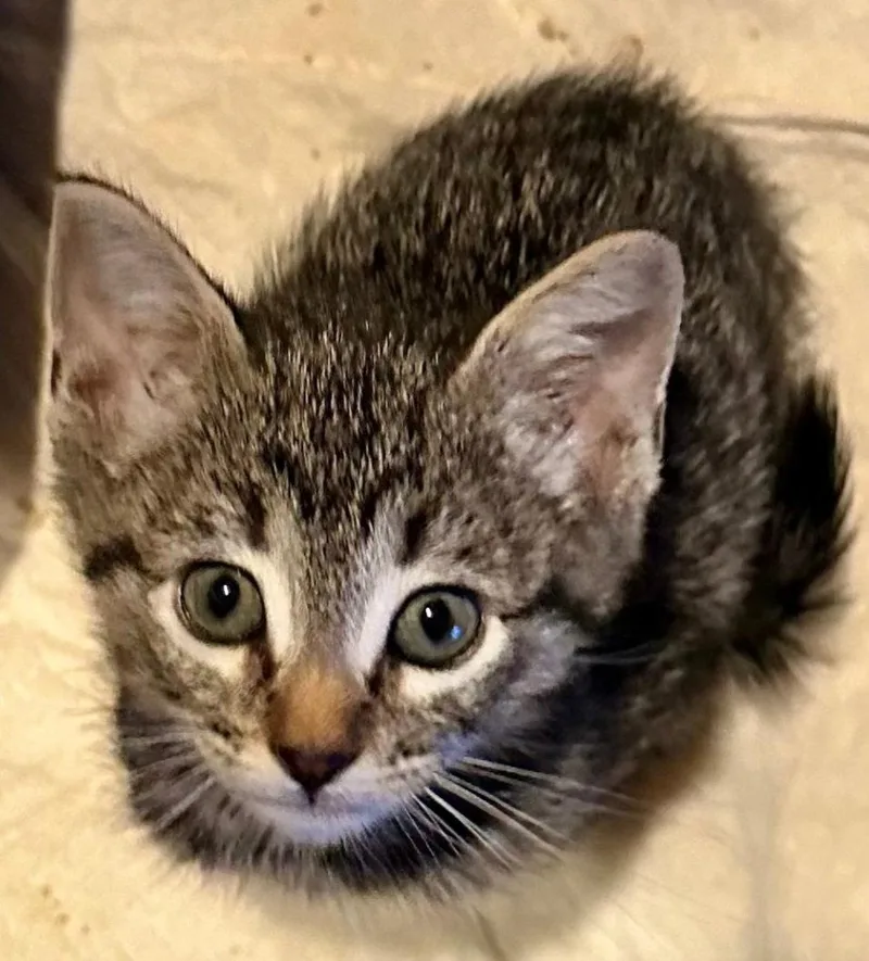 A baby medium-sized female Tabby cat named Lychee for adoption in Campbell, CA