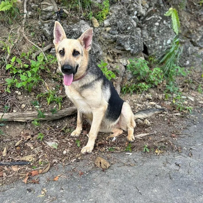 Keta "i Love Cuddles!" thumbnail 2