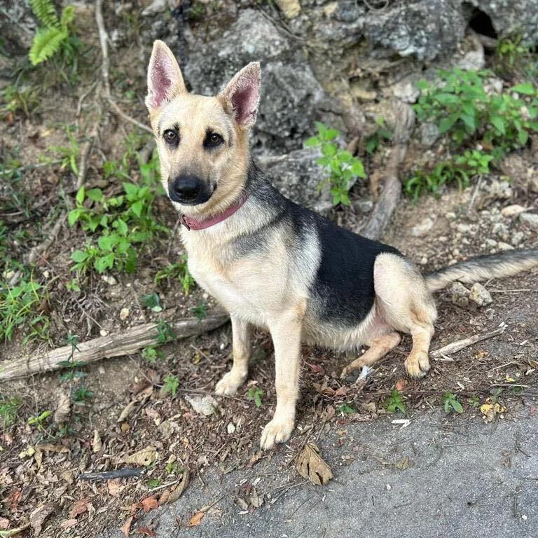 Keta "i Love Cuddles!" thumbnail 4