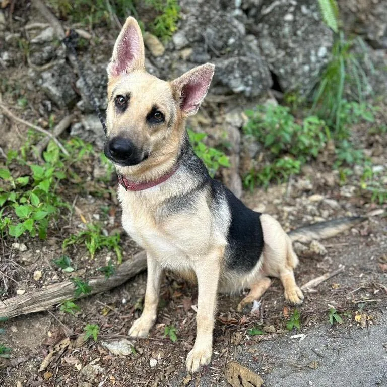 Keta "i Love Cuddles!" thumbnail 5