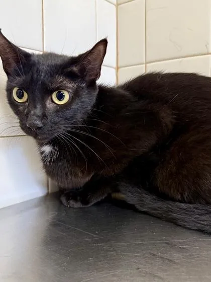 An adult medium-sized female Domestic Short Hair cat named Eudoria for adoption in San Antonio, TX