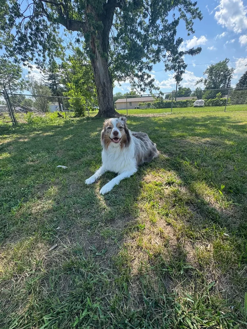 Chief