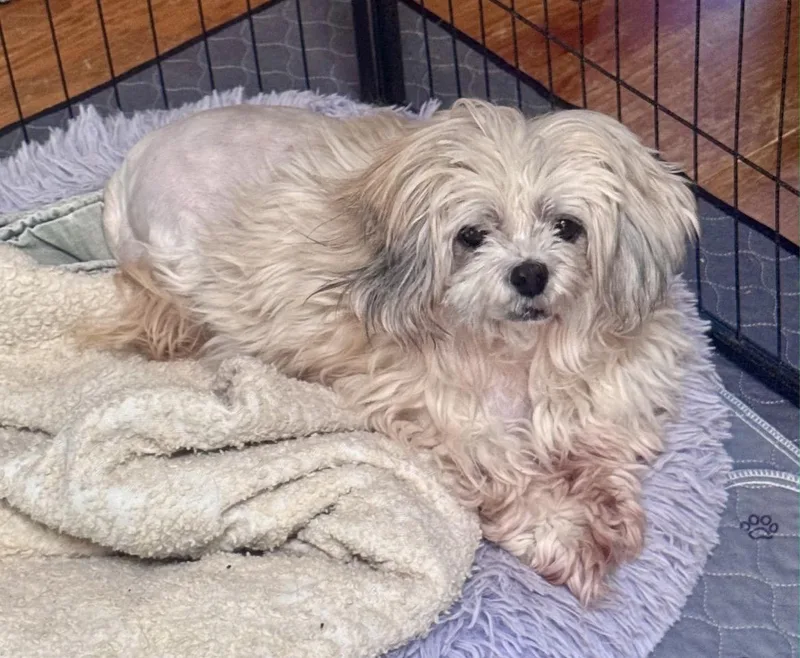 A senior small-sized female Lhasa Apso dog named Twinkles for adoption in Powell Butte, OR