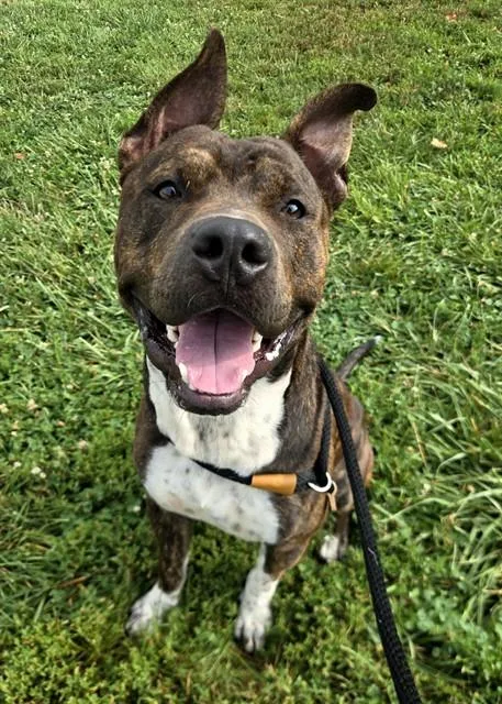 A young large-sized male Terrier dog named Tank for adoption in Olivette, MO