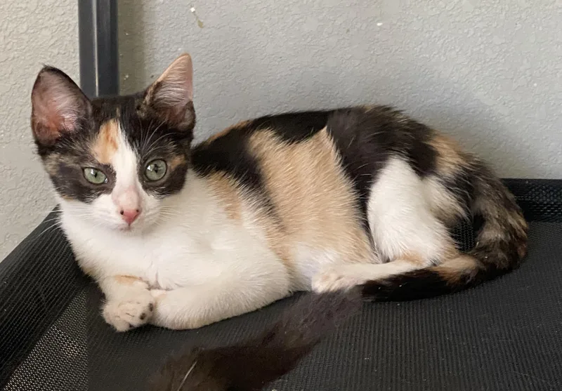 A baby medium-sized female Calico cat named Margaret for adoption in LAMPASAS, TX