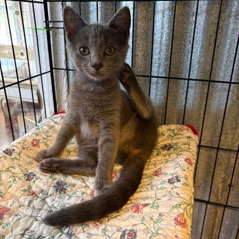 A baby small-sized male Gray / Blue / Silver Domestic Short Hair cat named King of Hearts for adoption in Pennsville, NJ