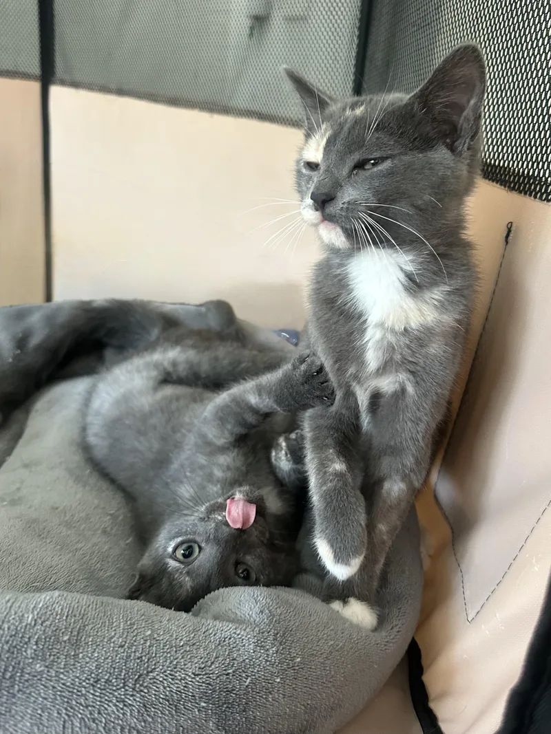 A baby small-sized female Domestic Short Hair cat named Sugar & Sprinkles Bonded for adoption in Troy, MI