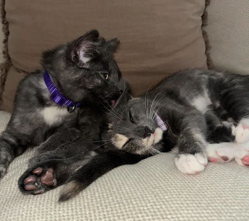 Sugar & Sprinkles Bonded thumbnail 4