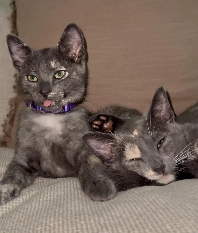 Sugar & Sprinkles Bonded thumbnail 5