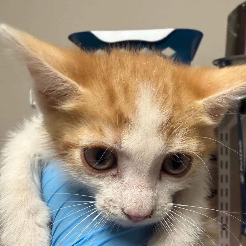 A baby small-sized female Orange / Red Domestic Short Hair cat named Hathor for adoption in Yuma, AZ