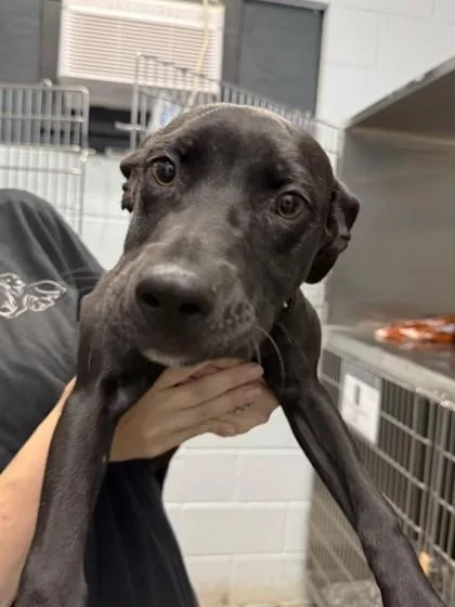 A baby medium-sized female Labrador Retriever dog named Jasnah for adoption in Cumming, GA