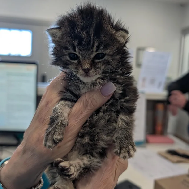 A baby small-sized female Black Domestic Medium Hair cat named Tulip for adoption in Winston Salem, NC