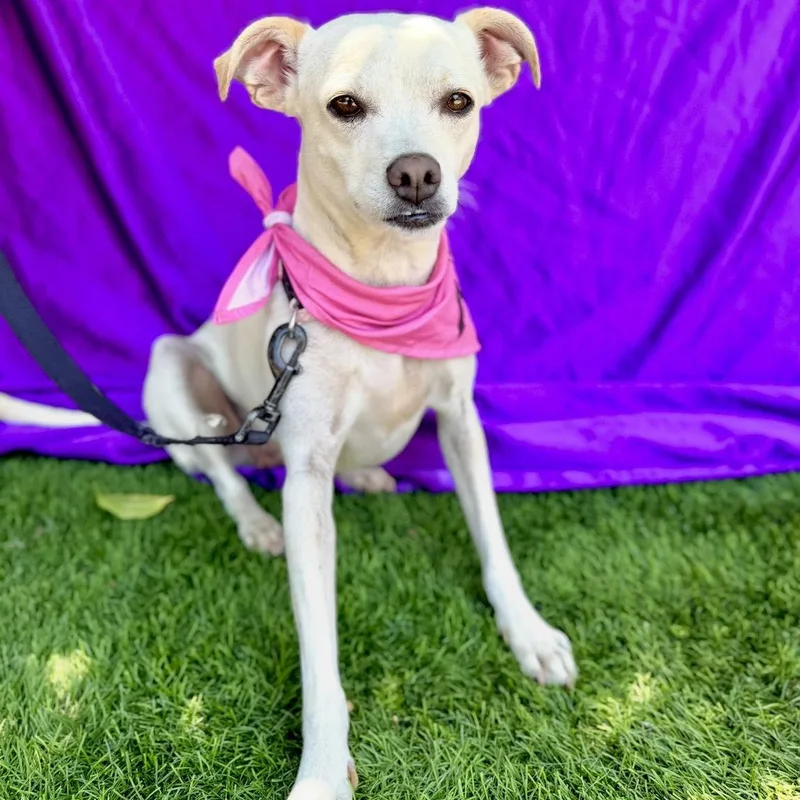 A young small-sized female White / Cream Rat Terrier dog named Lea for adoption in Rowland Heights, CA