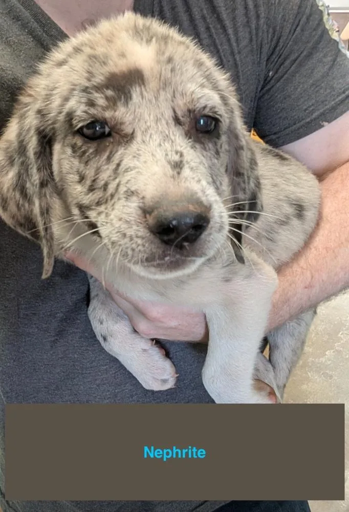 A baby large-sized male Mixed Breed dog named Nephrite for adoption in Deerfield, WI