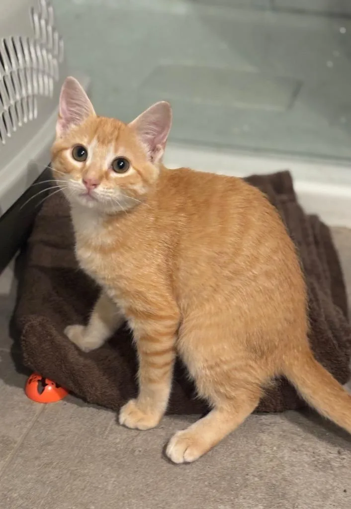 A baby medium-sized male Domestic Short Hair cat named Whopper Jr for adoption in Sorrento, LA