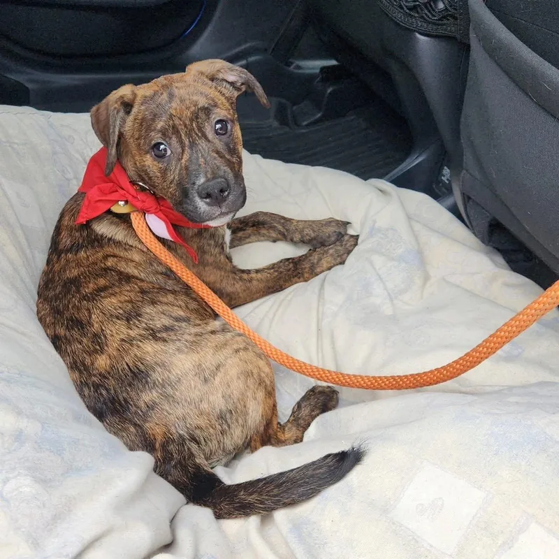 A young medium-sized female Brindle Mixed Breed dog named Lola for adoption in Ossining, NY