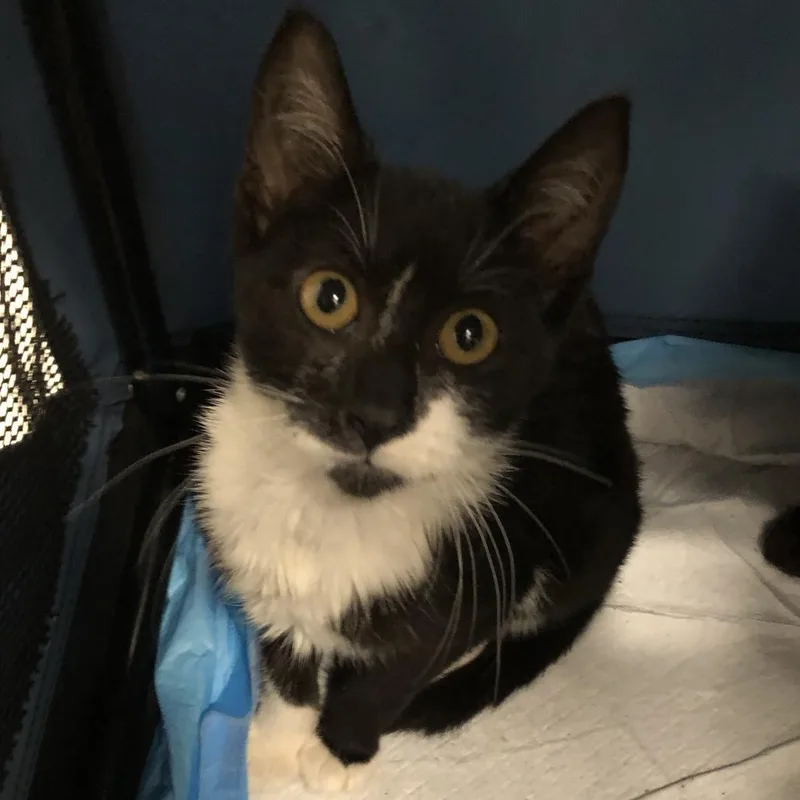 A young medium-sized female Black Domestic Short Hair cat named Sweet Cheeks for adoption in Oak Park, IL