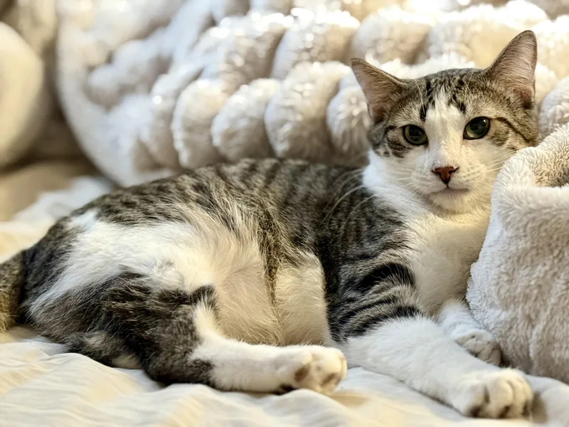 A young medium-sized male Tabby (Brown / Chocolate) Domestic Short Hair cat named Granite for adoption in Stoughton, WI