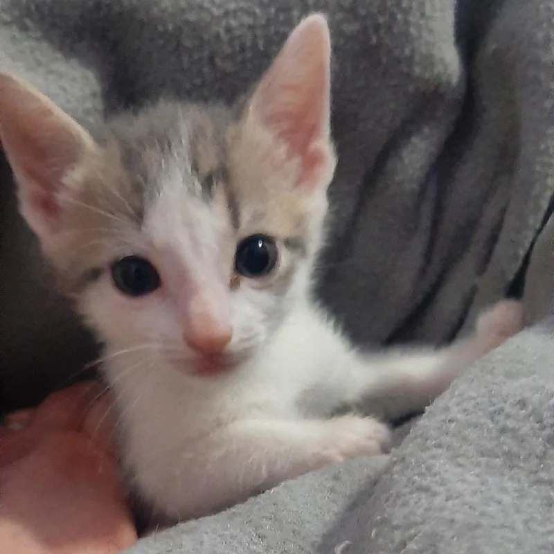 Clover thumbnail 2
