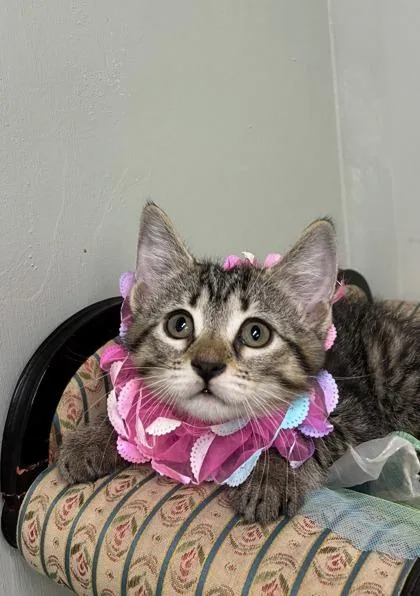 A baby medium-sized female Domestic Short Hair cat named Lulu for adoption in Picayune, MS