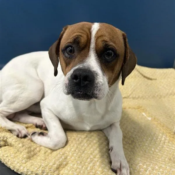 Mr. Bojangles thumbnail 2