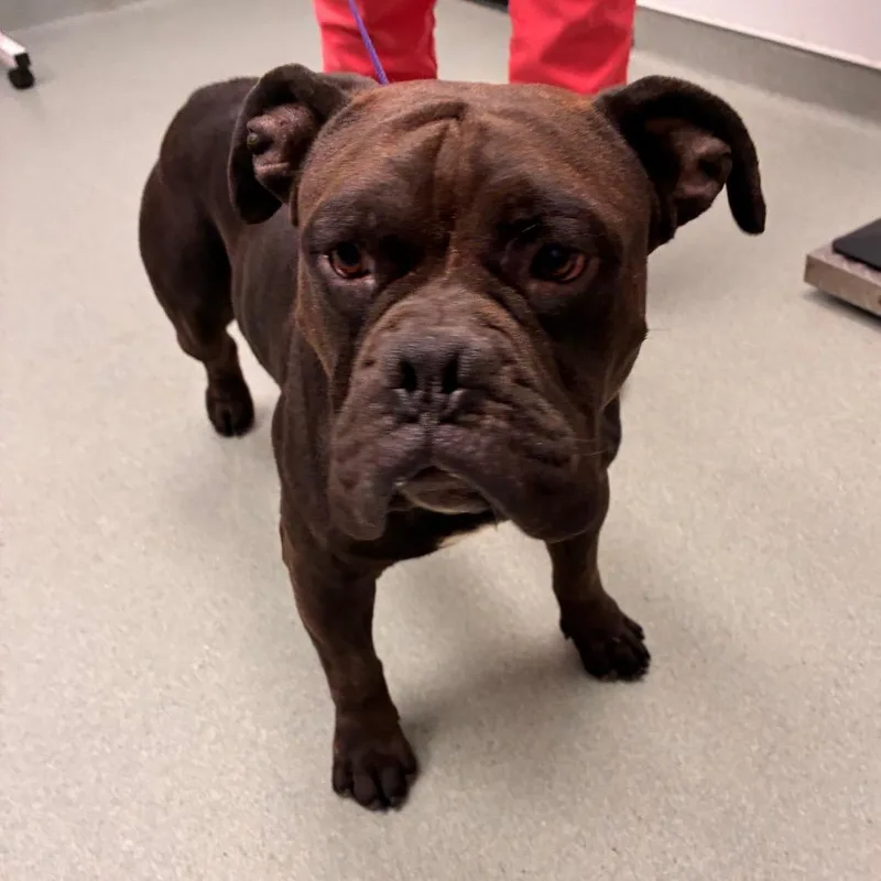 An adult medium-sized male Black English Bulldog dog named Diesel for adoption in Abilene, TX
