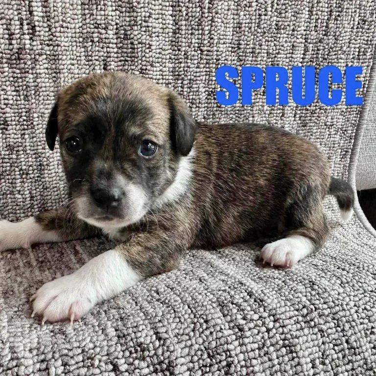 A baby small-sized male Chihuahua dog named Spruce for adoption in Hillsborough , NC