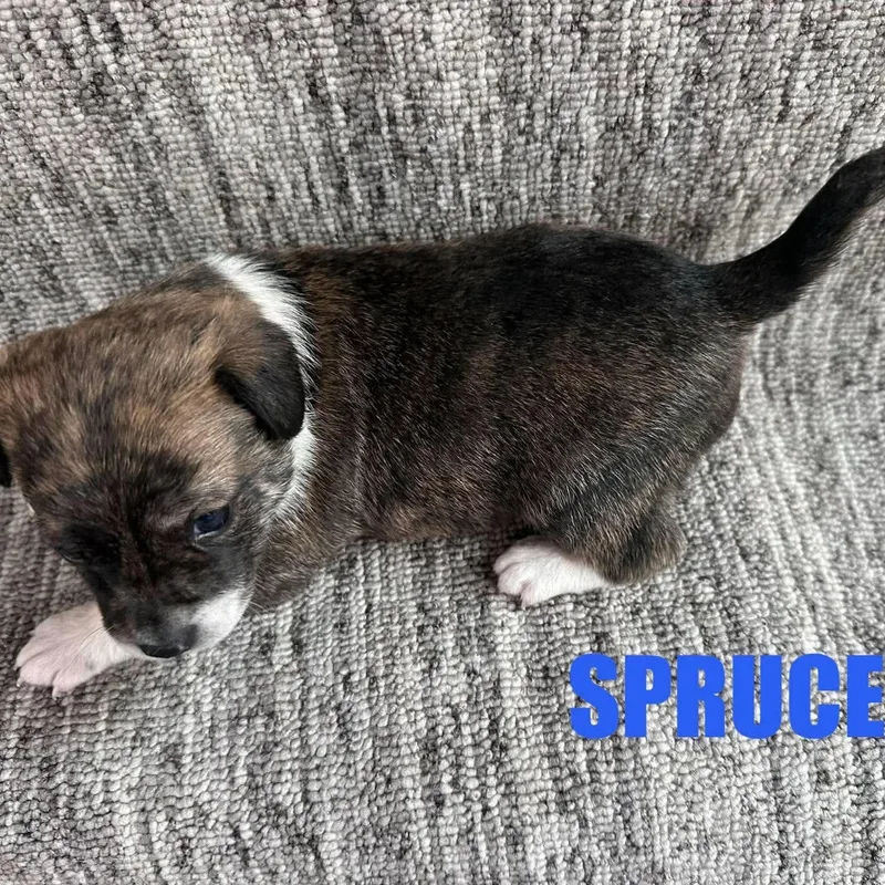 Spruce thumbnail 2
