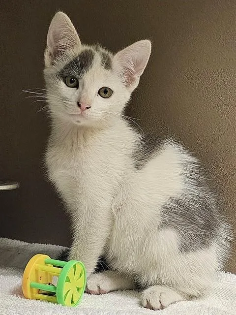 A baby medium-sized male White Domestic Short Hair cat named Taquito for adoption in Clyde, NC