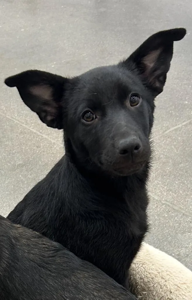 Furikake thumbnail 2