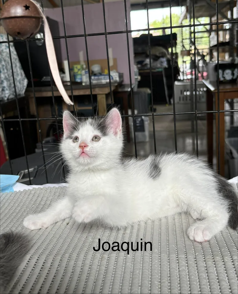 Joaquin The Phoenix