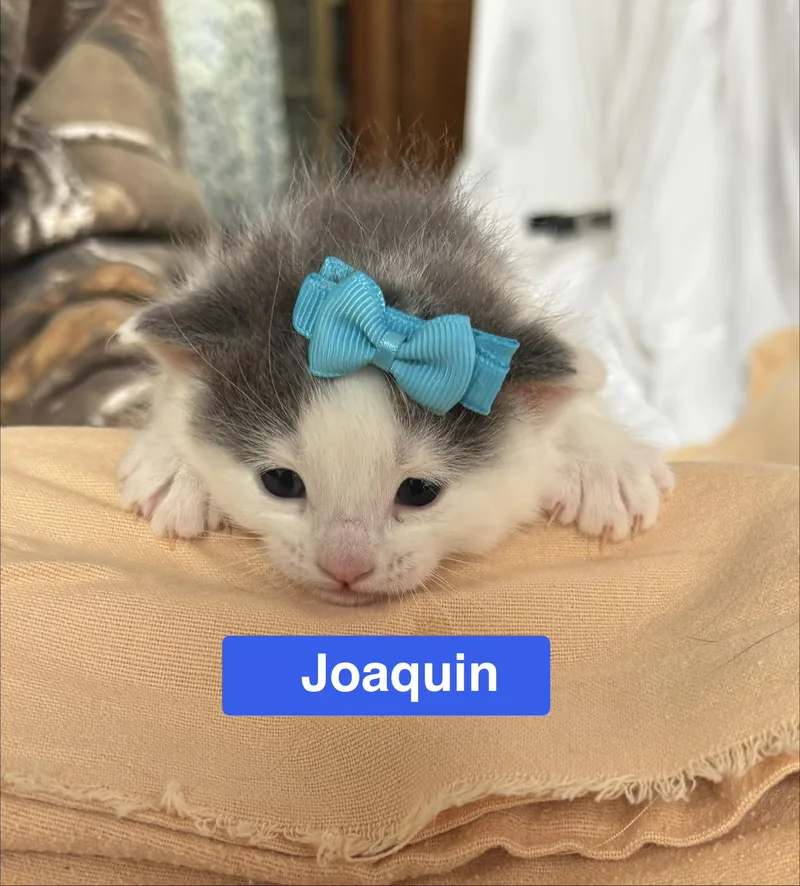 Joaquin  The Phoenix thumbnail 2