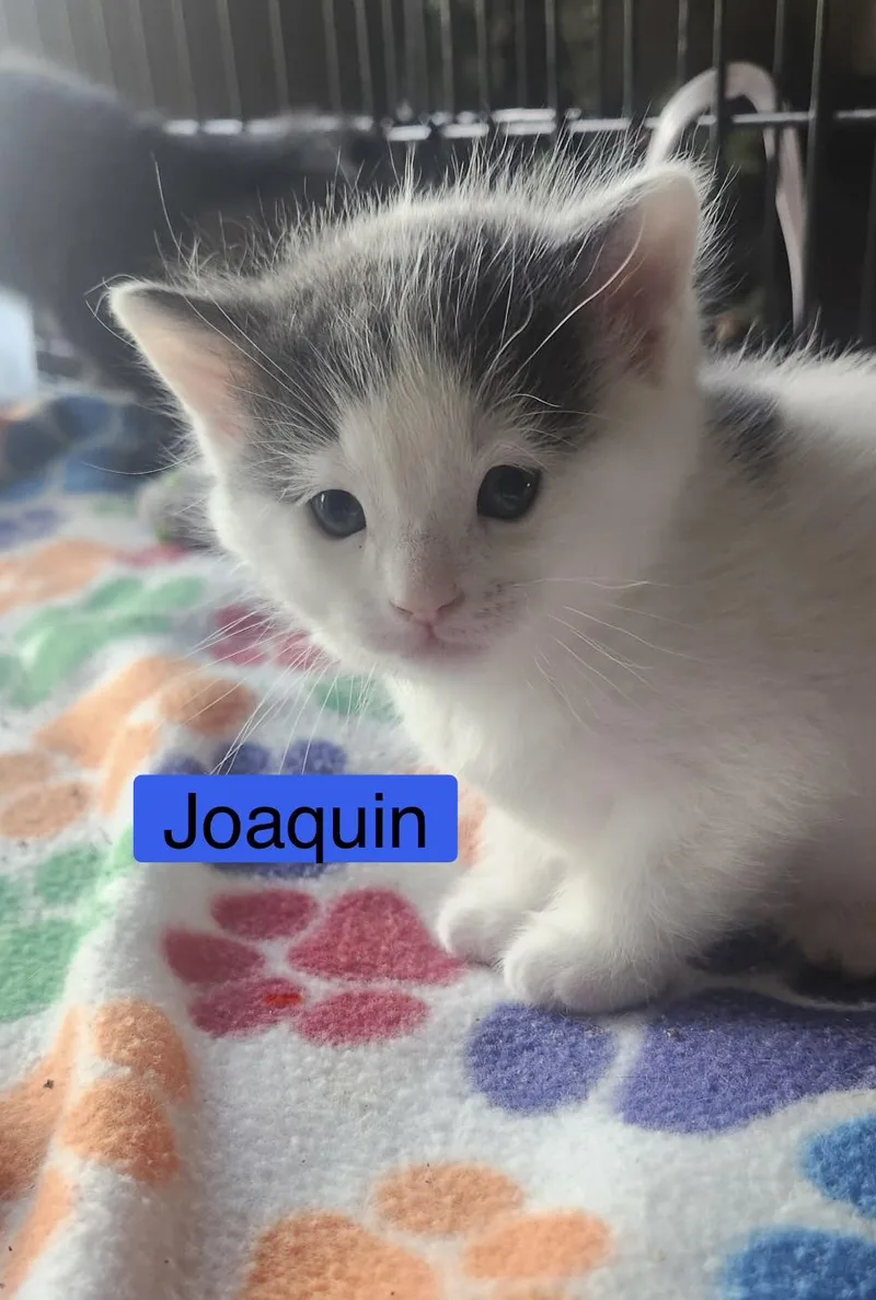 Joaquin  The Phoenix thumbnail 3