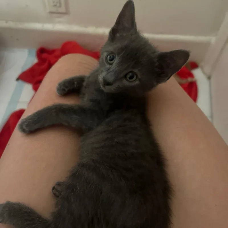 A baby small-sized male Gray / Blue / Silver Domestic Short Hair cat named Smokey for adoption in Pacific Palisades, CA