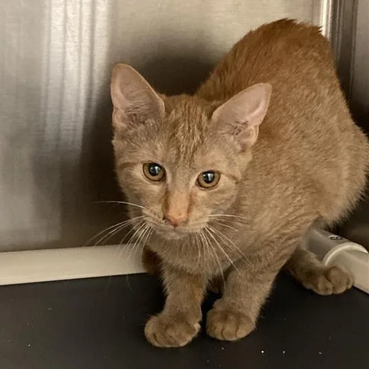 A baby medium-sized female Tabby (Orange / Red) Domestic Short Hair cat named Bahama for adoption in Prince Frederick, MD
