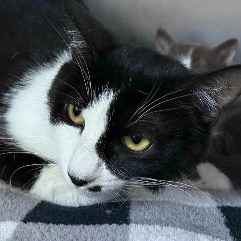 A young medium-sized female Black Domestic Short Hair cat named Marilyn for adoption in Cedaredge, CO