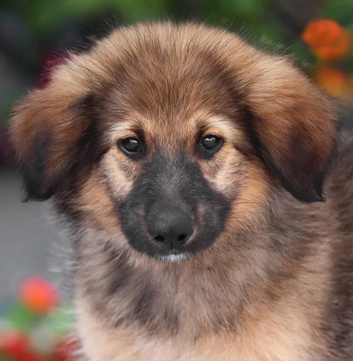 A baby large-sized male Sable German Shepherd Dog dog named Baloo von Bexbach for adoption in Los Angeles, CA
