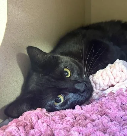 An adult medium-sized female Domestic Short Hair cat named Celeste for adoption in New Hope, PA