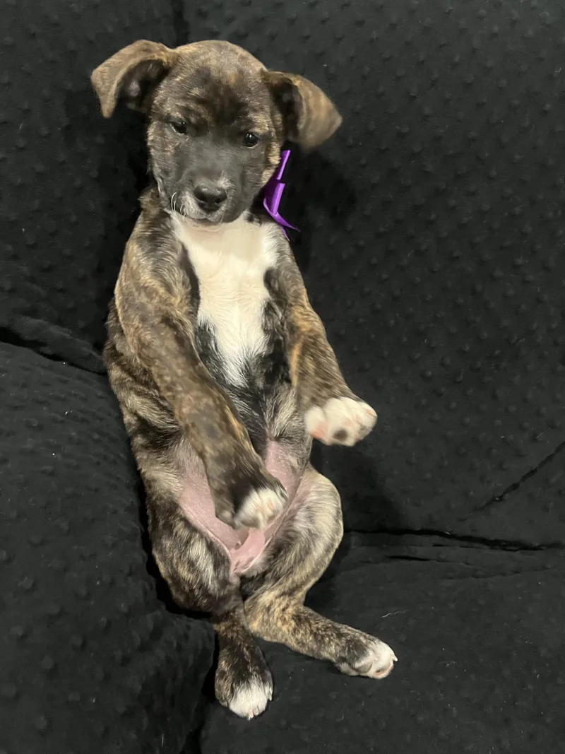 Gertrude thumbnail 2