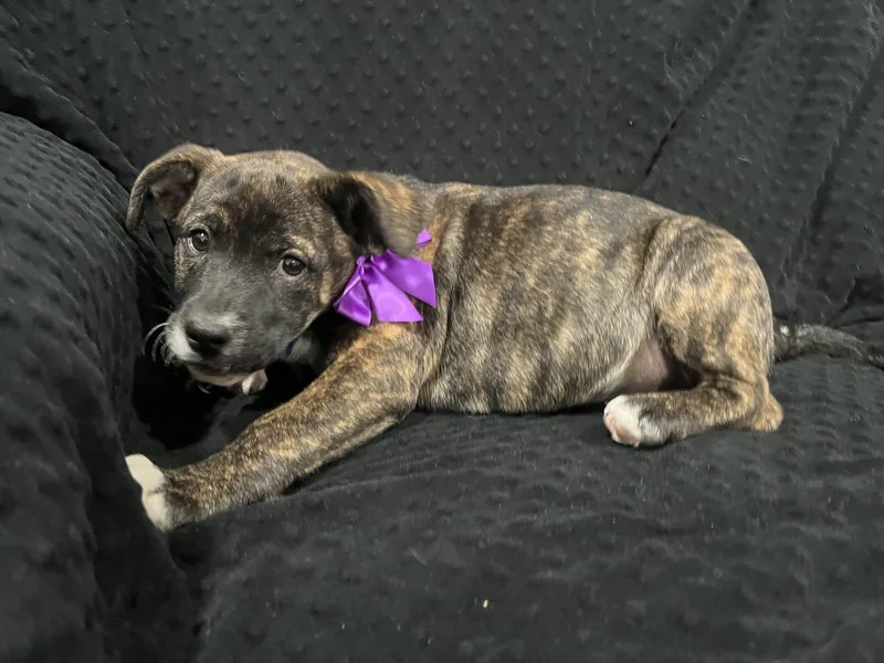 Gertrude thumbnail 3