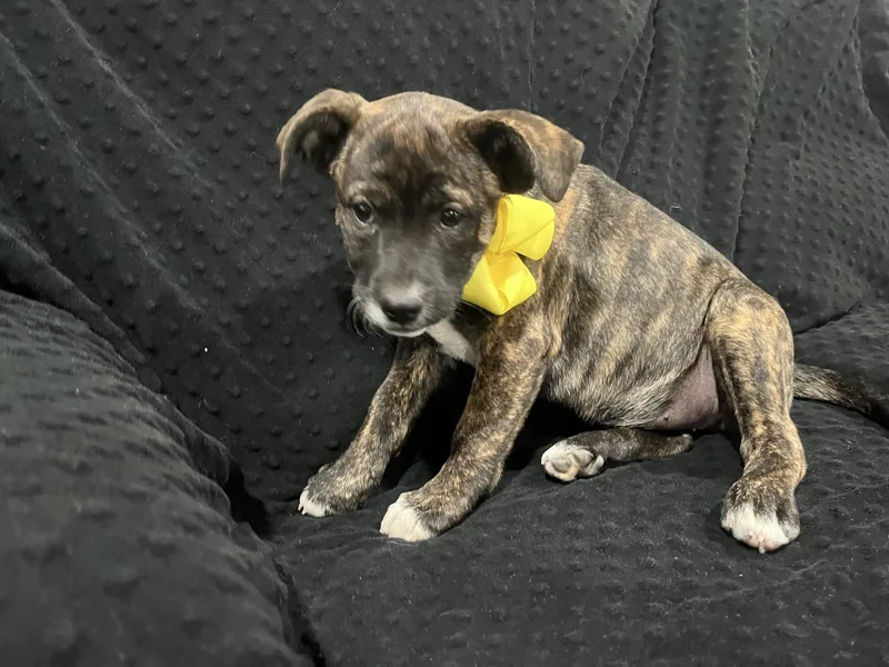 Gertrude thumbnail 4