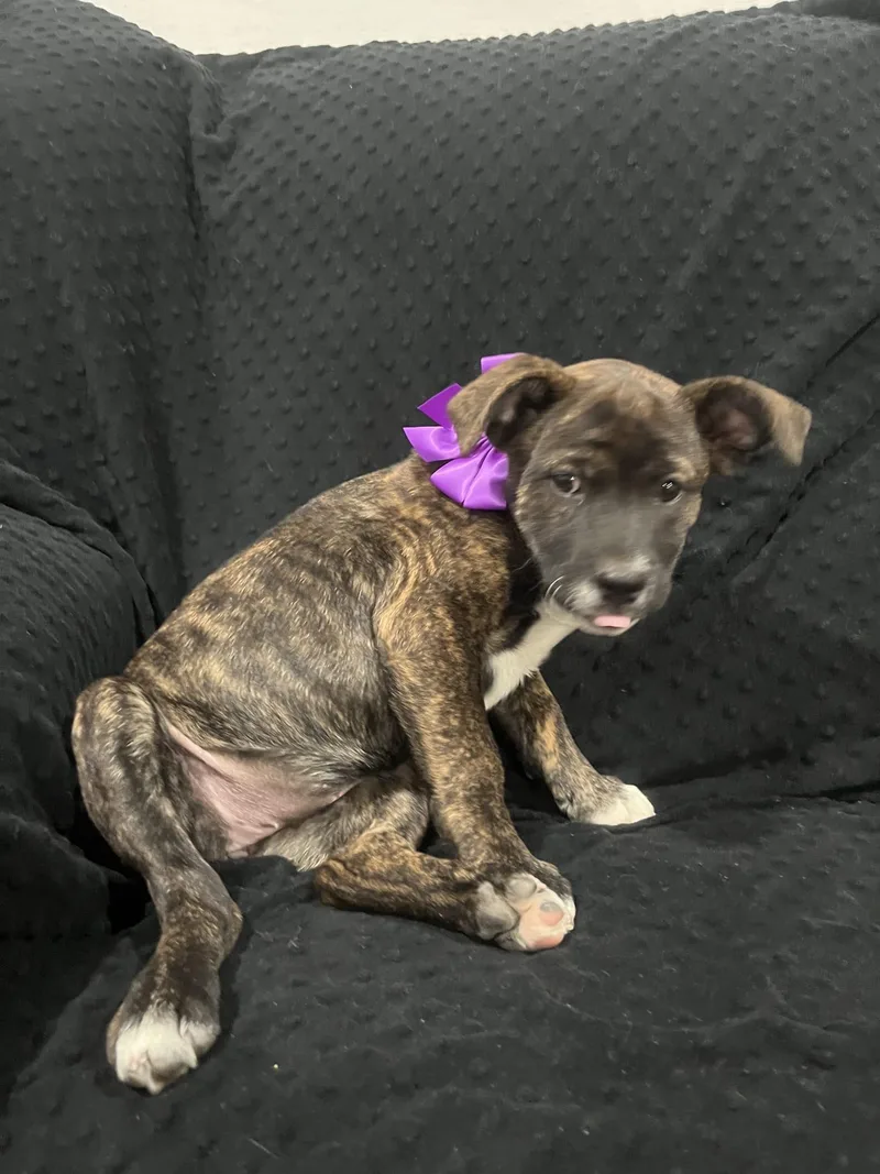 Gertrude thumbnail 6