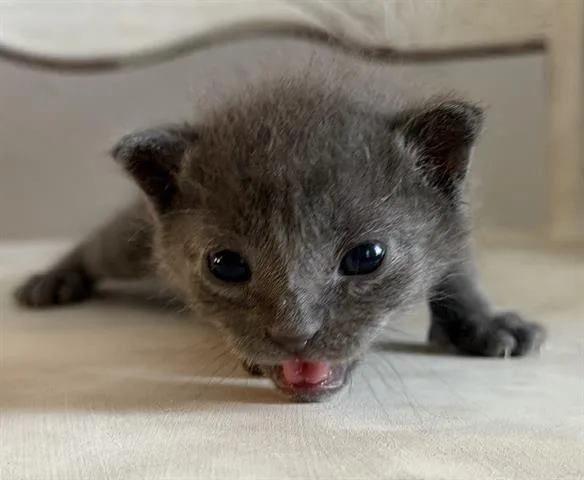 A baby small-sized male Domestic Short Hair cat named Monkey for adoption in Houston, TX