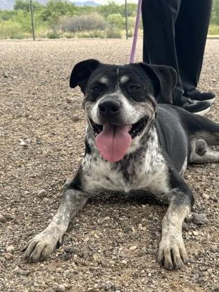 An adult medium-sized male Mixed Breed dog named Anubis for adoption in El Paso, TX
