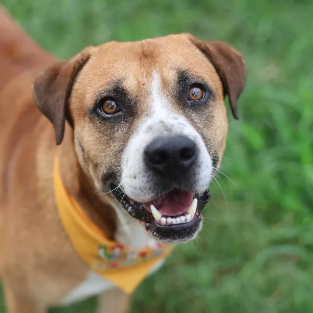 A young large-sized male Labrador Retriever dog named Chase for adoption in San Antonio, TX