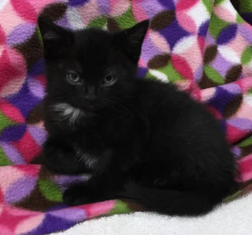 A young medium-sized male Domestic Short Hair cat named Lester for adoption in Thief River Falls, MN