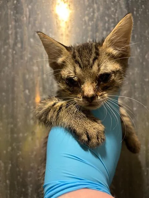 A baby small-sized male Domestic Short Hair cat named Zuko for adoption in San Antonio, TX